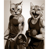 Штора д/ван "ZALEL" ФОТОПРИНТ 180х180 Gut Cats с кольцами