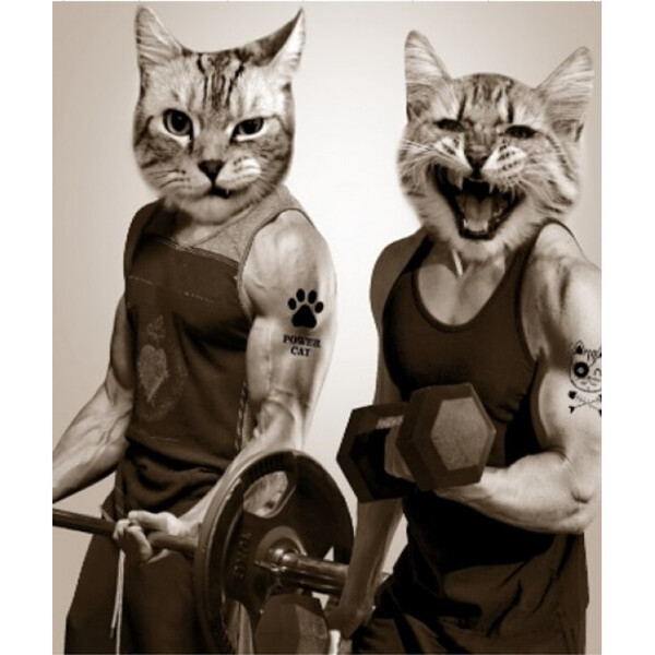 Штора д/ван "ZALEL" ФОТОПРИНТ 180х180 Gut Cats с кольцами