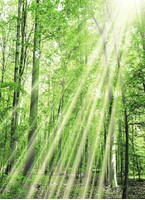 Штора д/ван "ZALEL" ФОТОПРИНТ 180х180 YGL DX-127