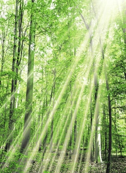 Штора д/ван "ZALEL" ФОТОПРИНТ 180х180 YGL DX-127